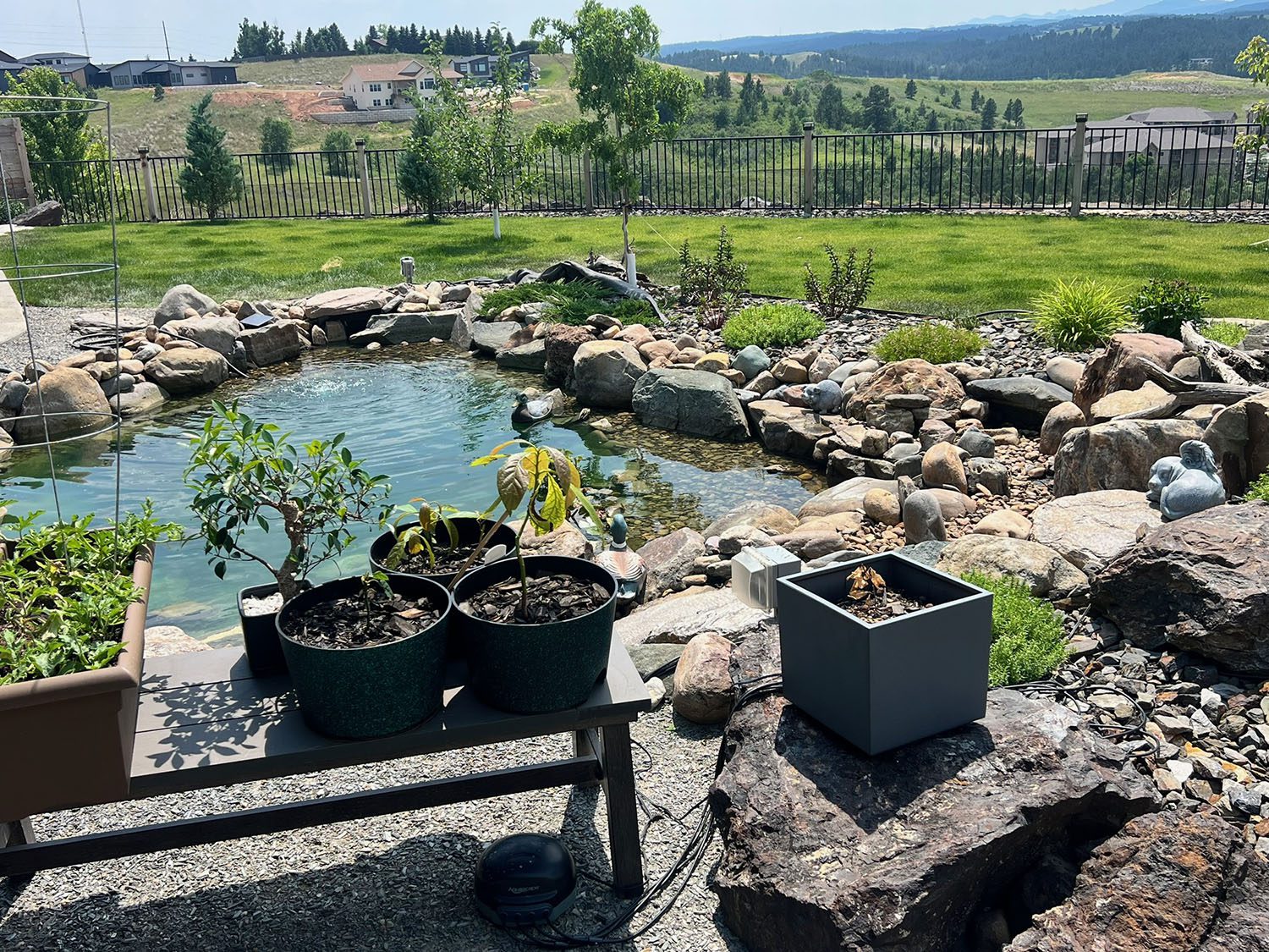 The Vista Project Pond and Plants