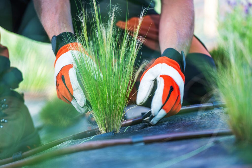 landscaper-installing-native-grasses-in-custom-landscaping